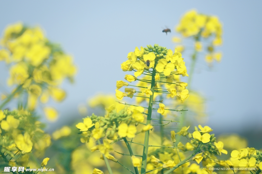 油菜花