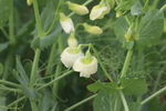 豌豆花