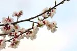 李花