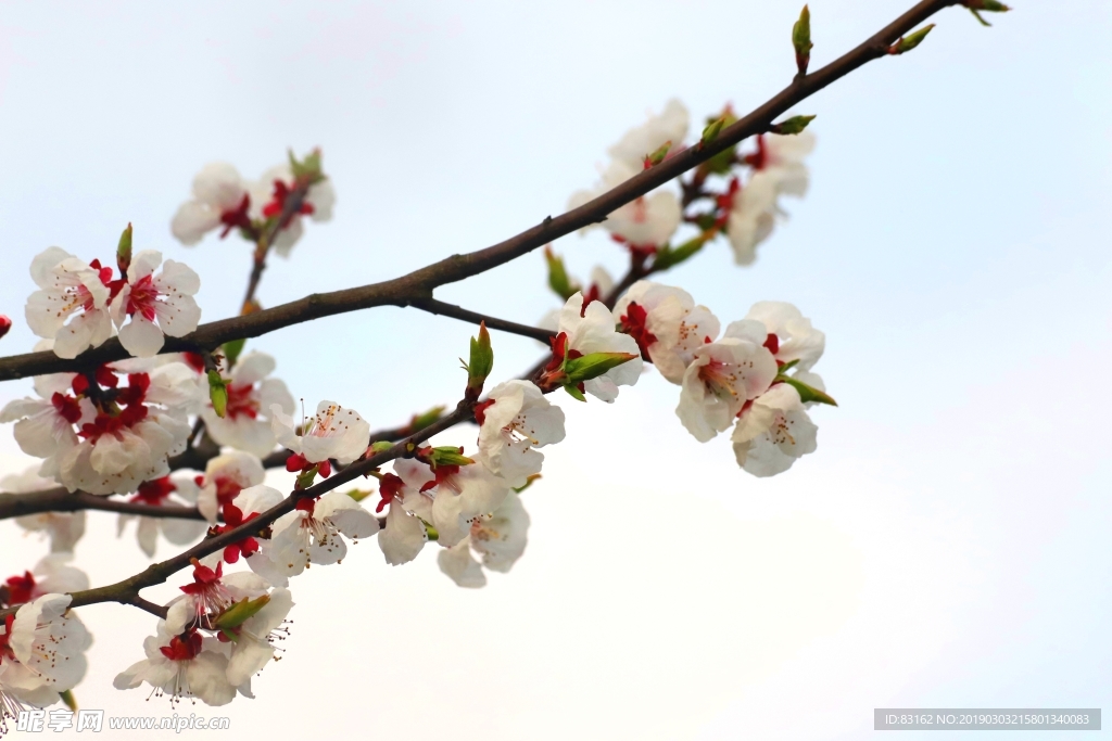 李花