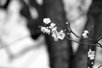 杏花花
