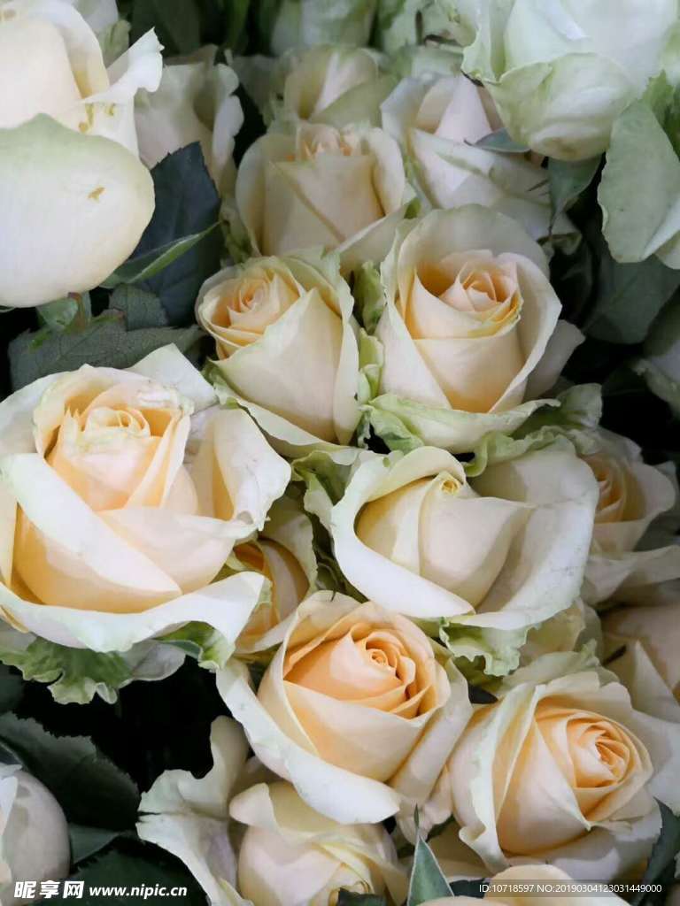 玫瑰花