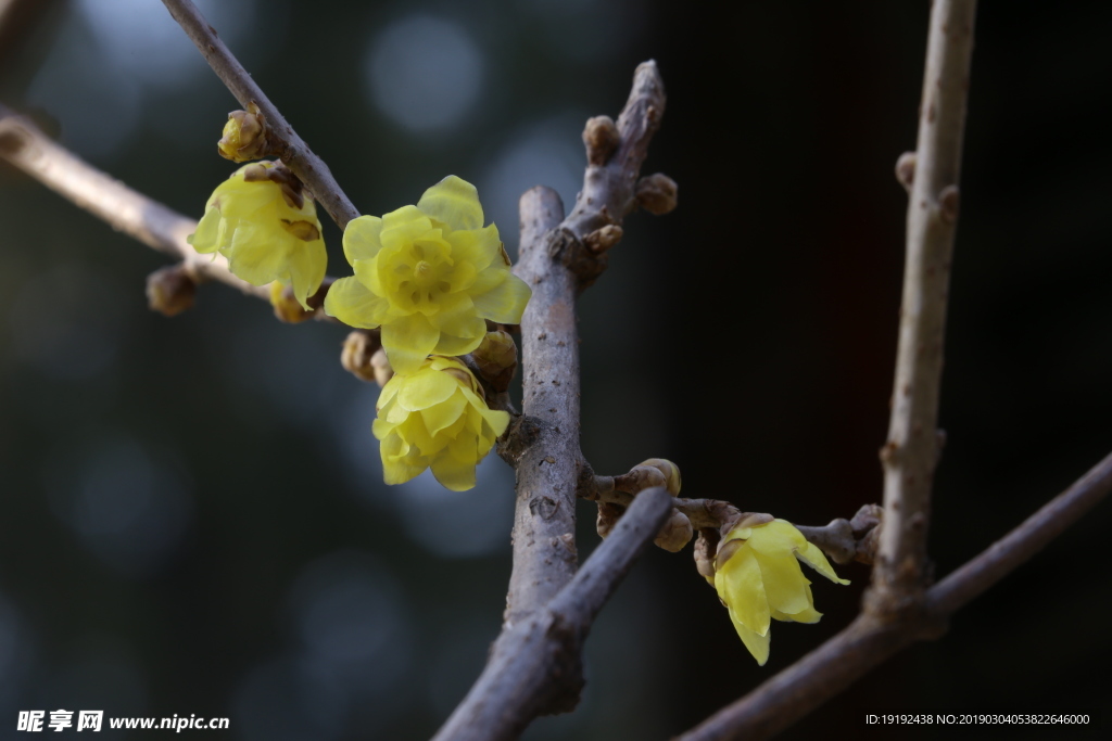 蜡梅花