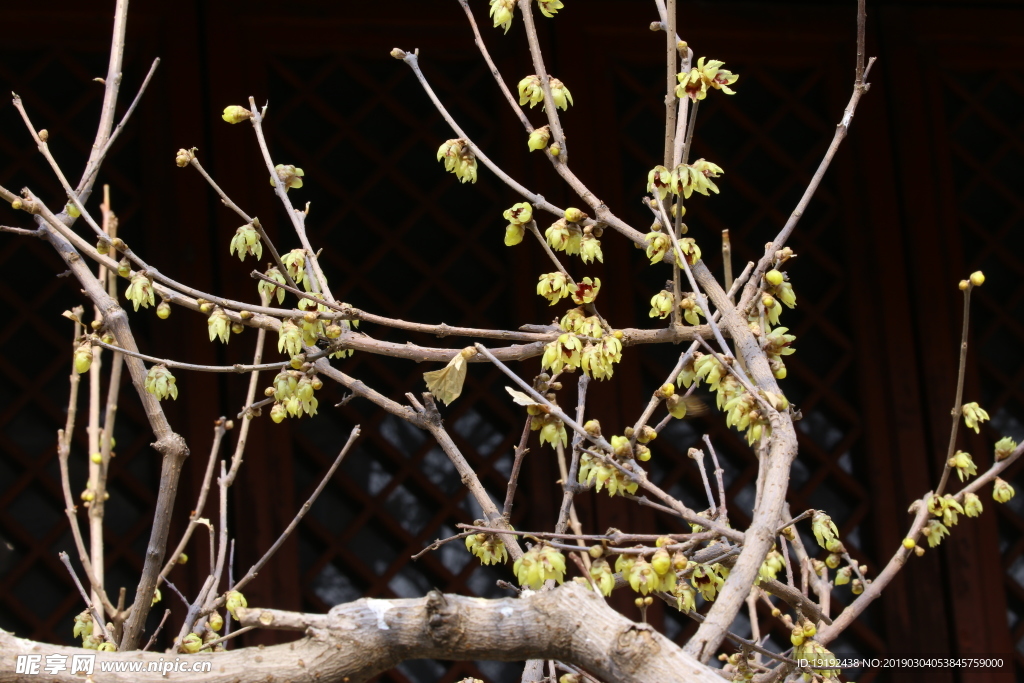 蜡梅花