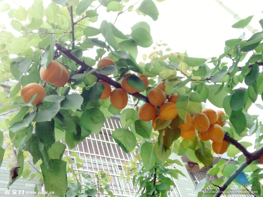 杏树