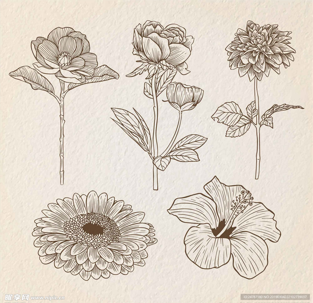 矢量线条花朵