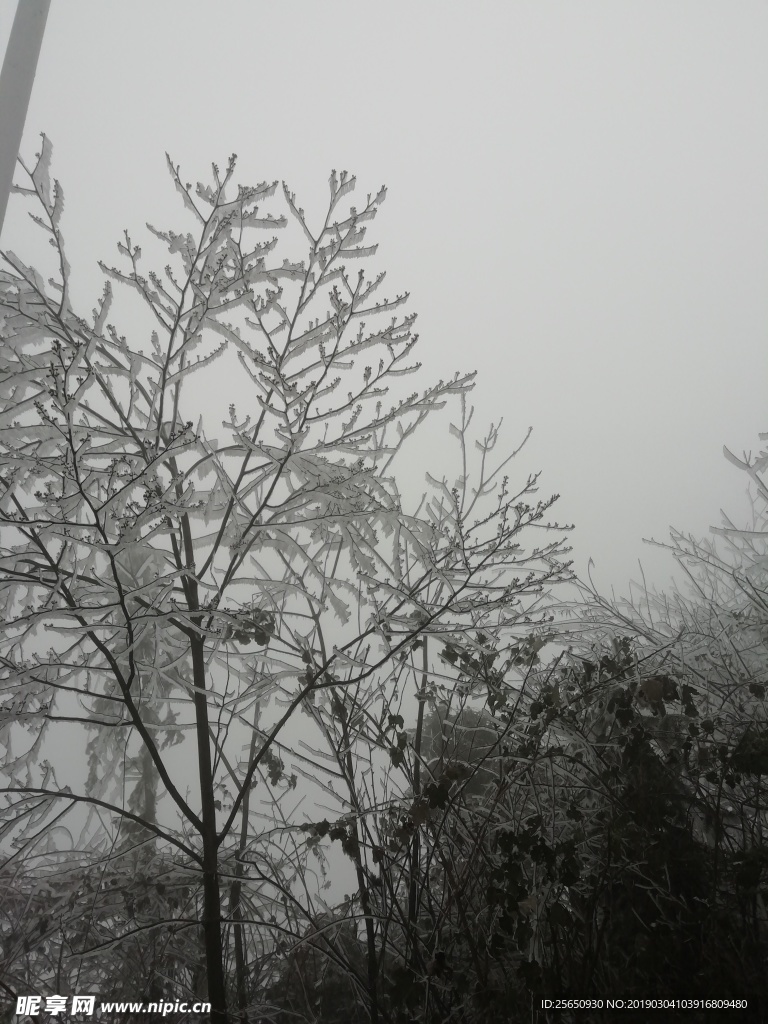 冰 雪 树枝 自然形成 仰望