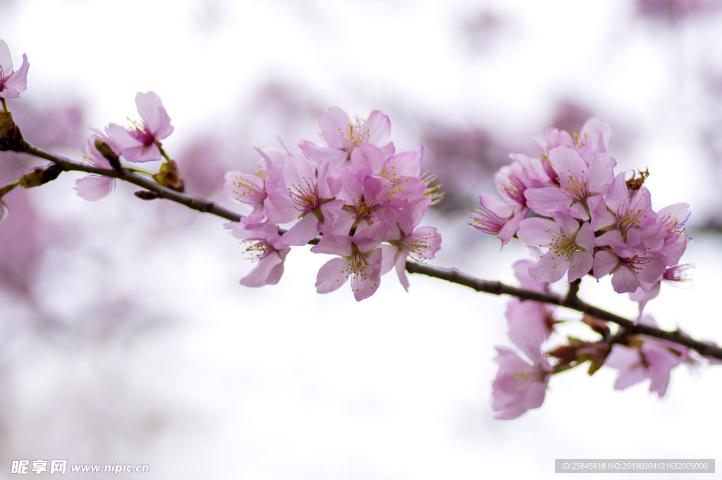 樱花