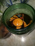 醉蟹