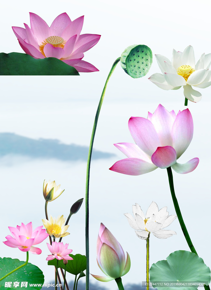 荷花素材
