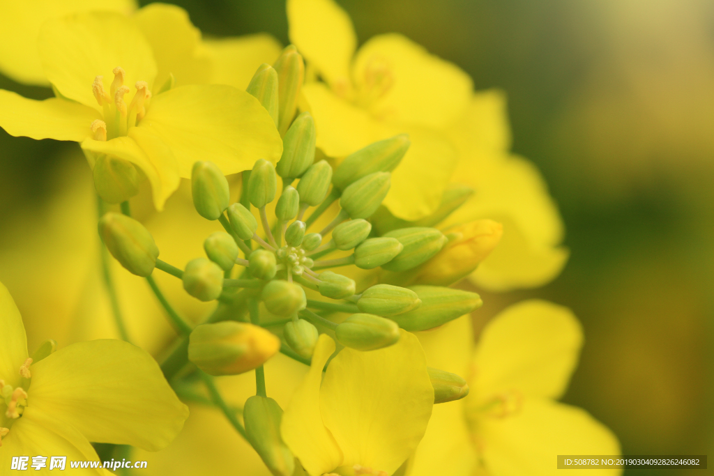 油菜花