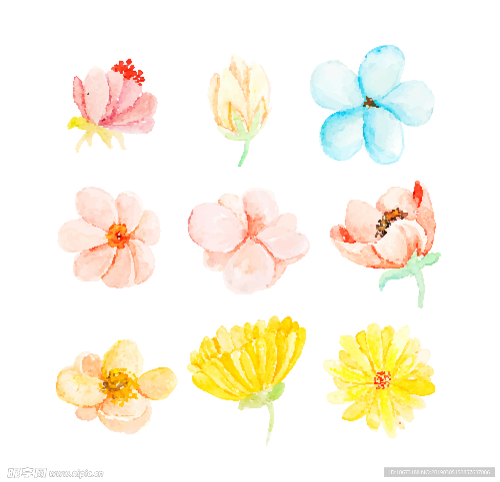 水彩植物