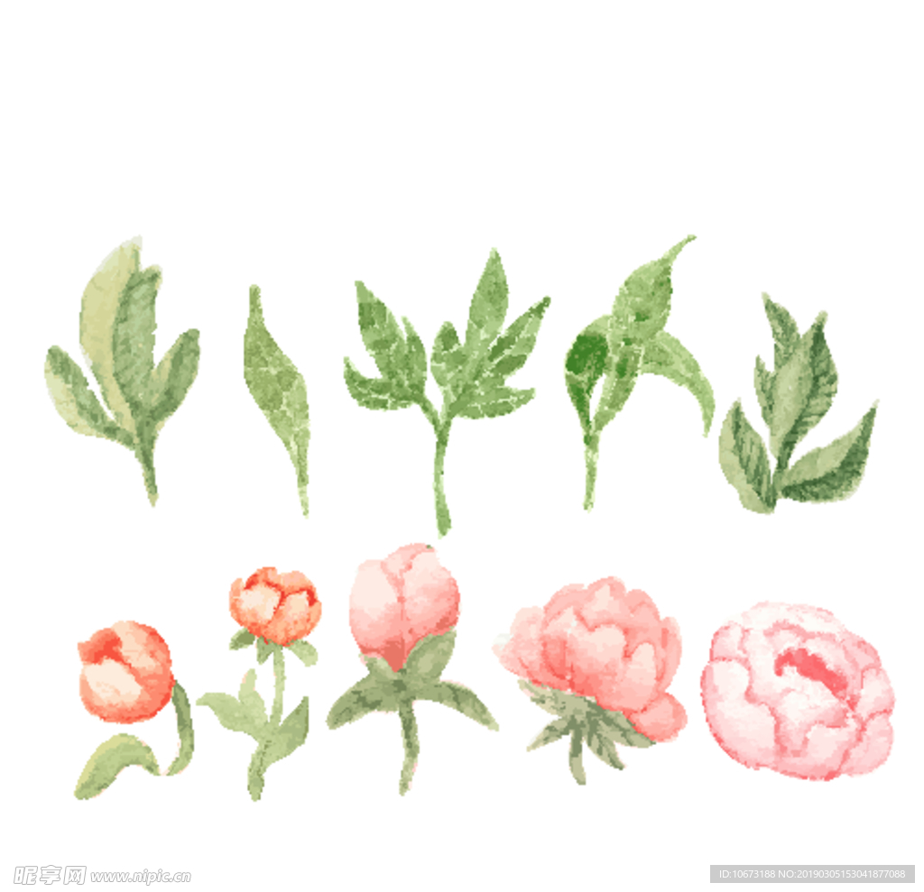 水彩植物