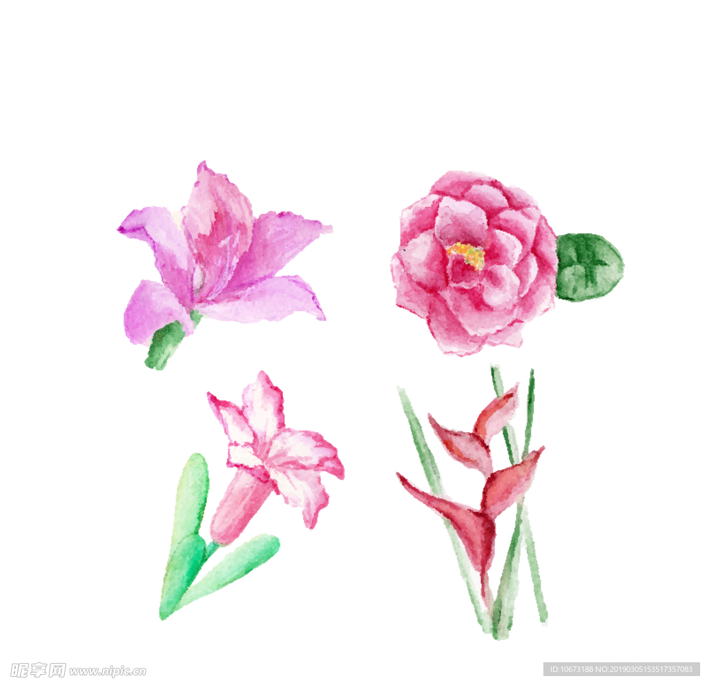 水彩植物