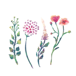 水彩植物