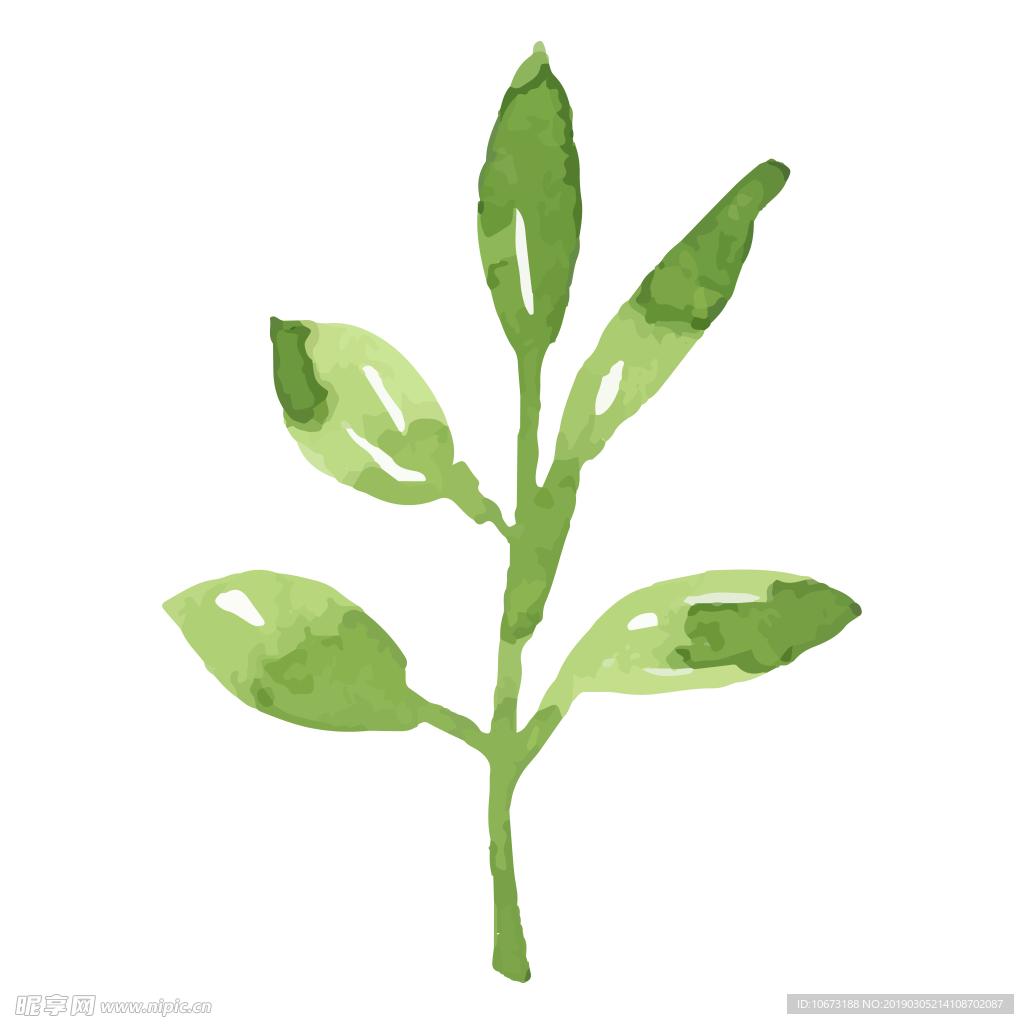 水彩植物图片