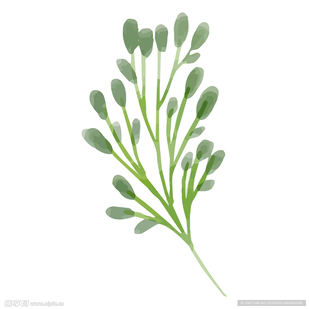 水彩植物图片