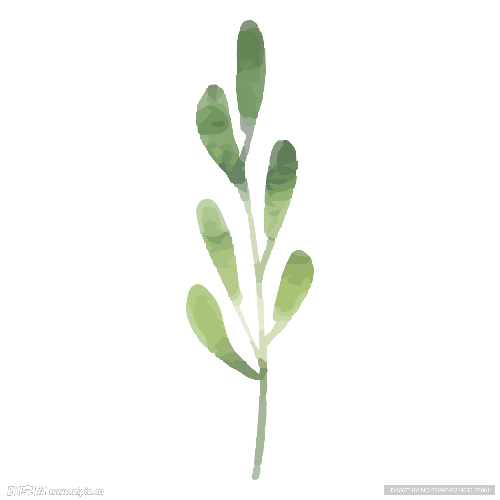 水彩植物图片