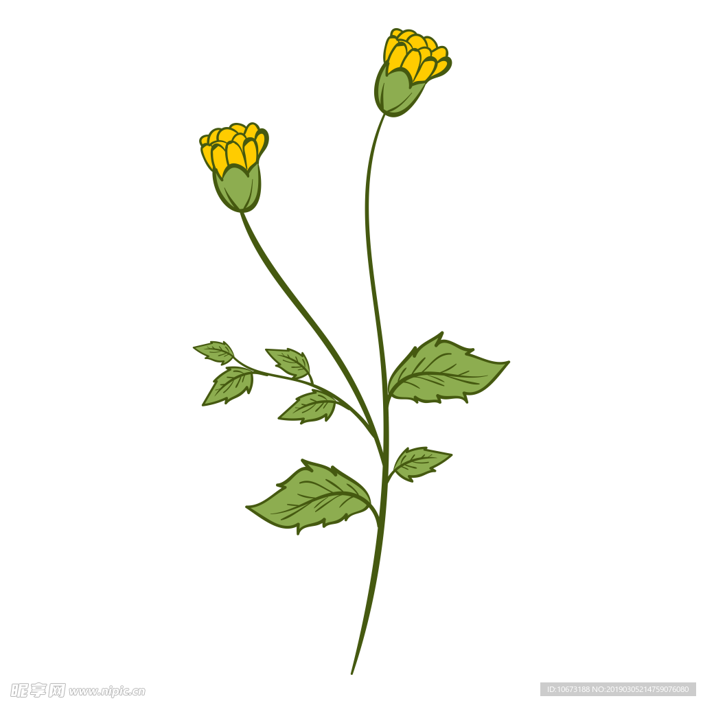 水彩植物图片