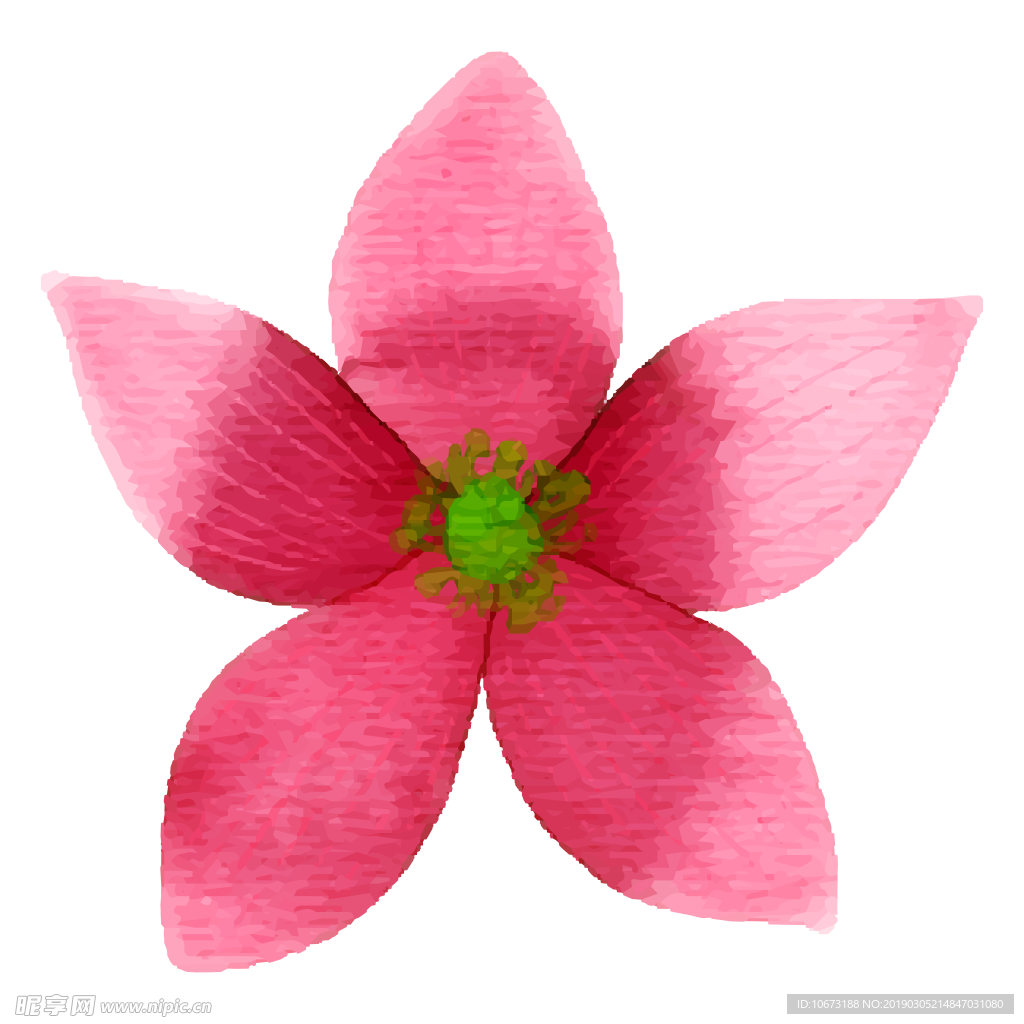 水彩植物图片