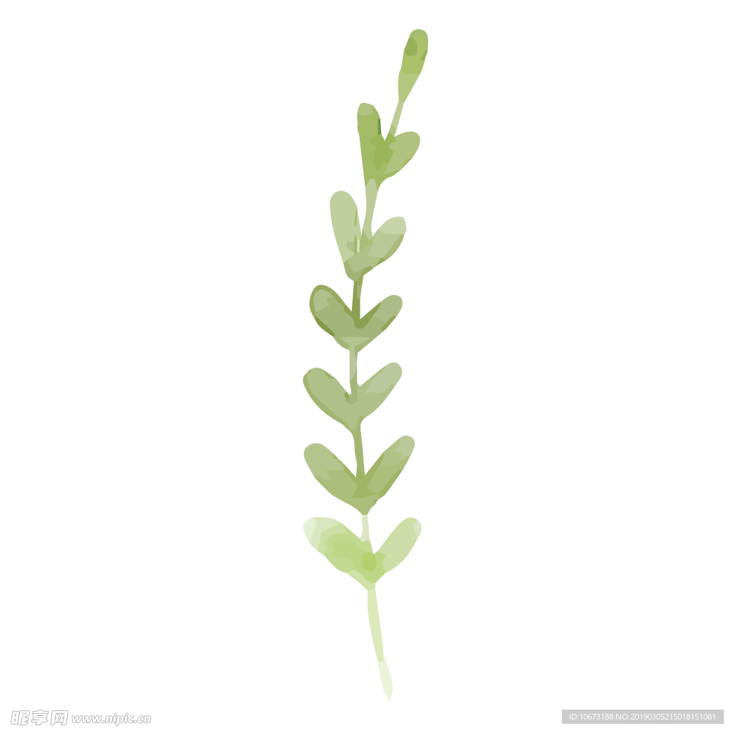 水彩植物图片