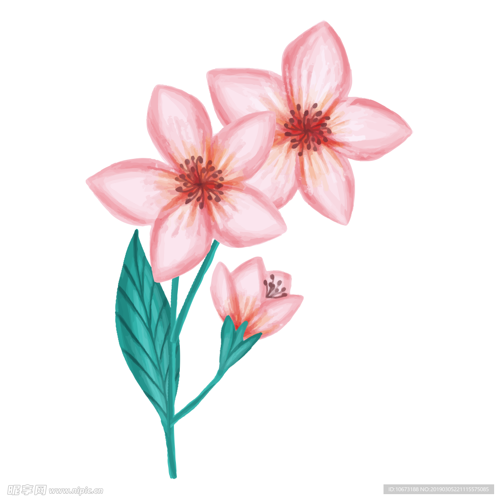 水彩植物图片