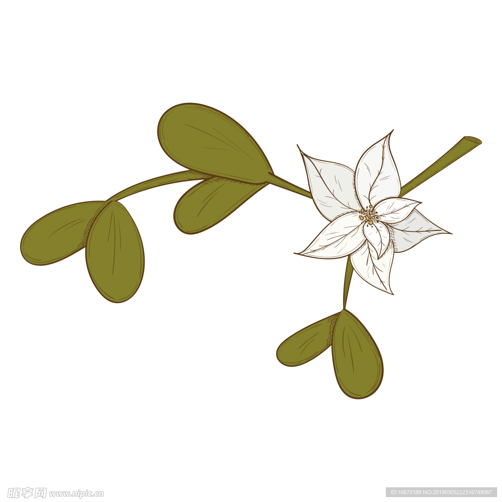 水彩植物图片