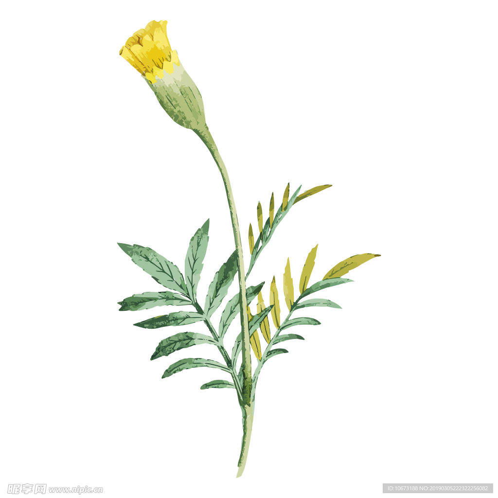 水彩植物图片