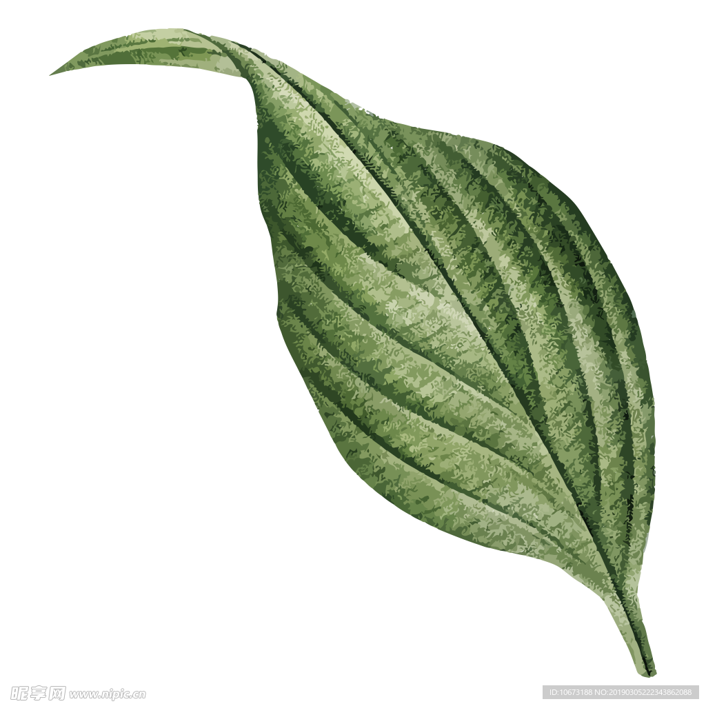 水彩植物图片