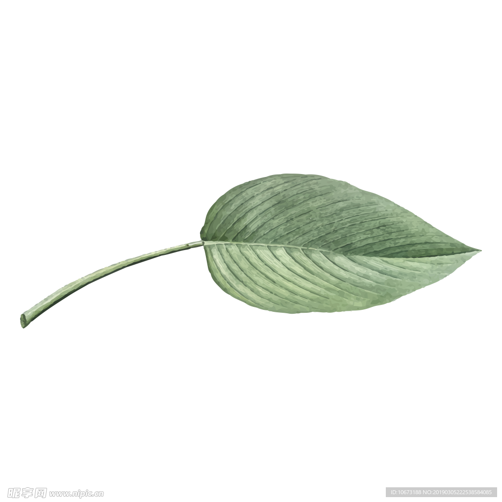 水彩植物图片