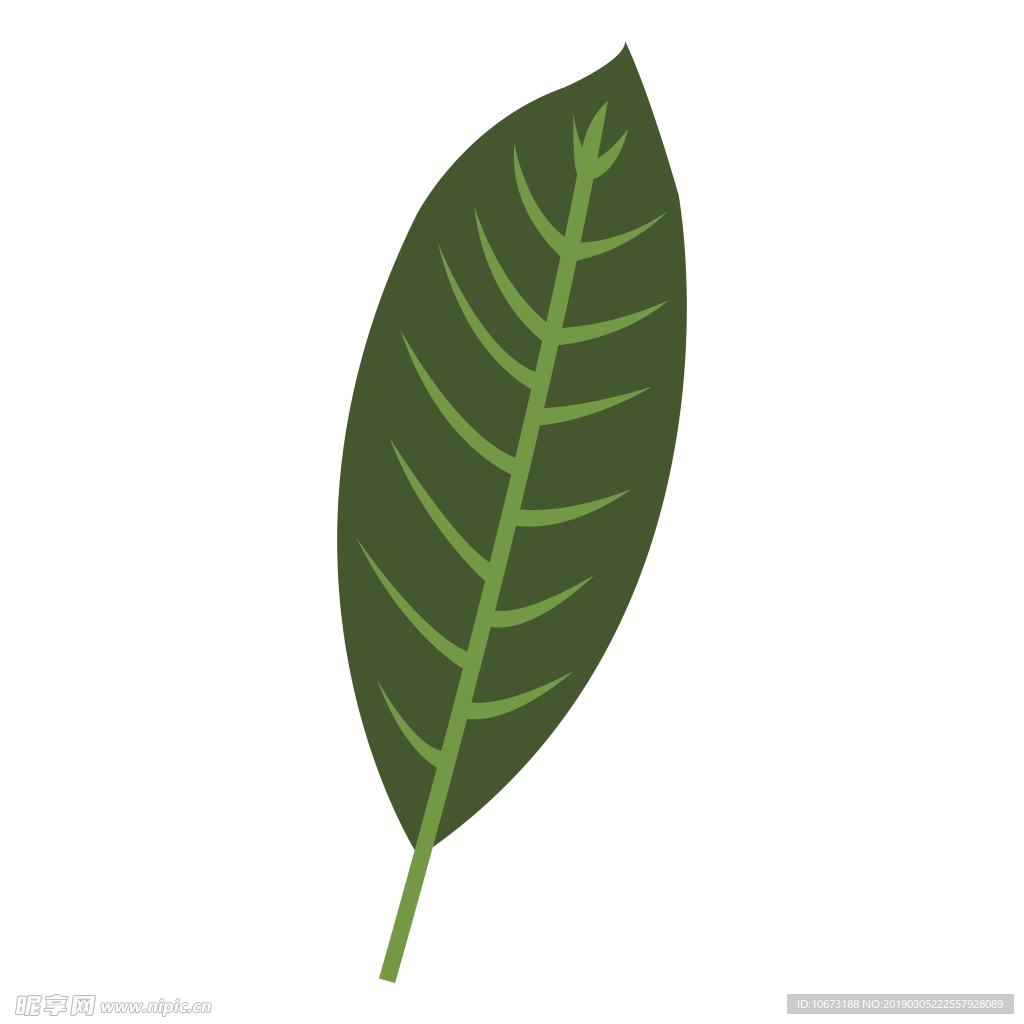 水彩植物图片