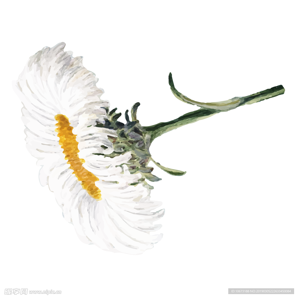 水彩植物图片