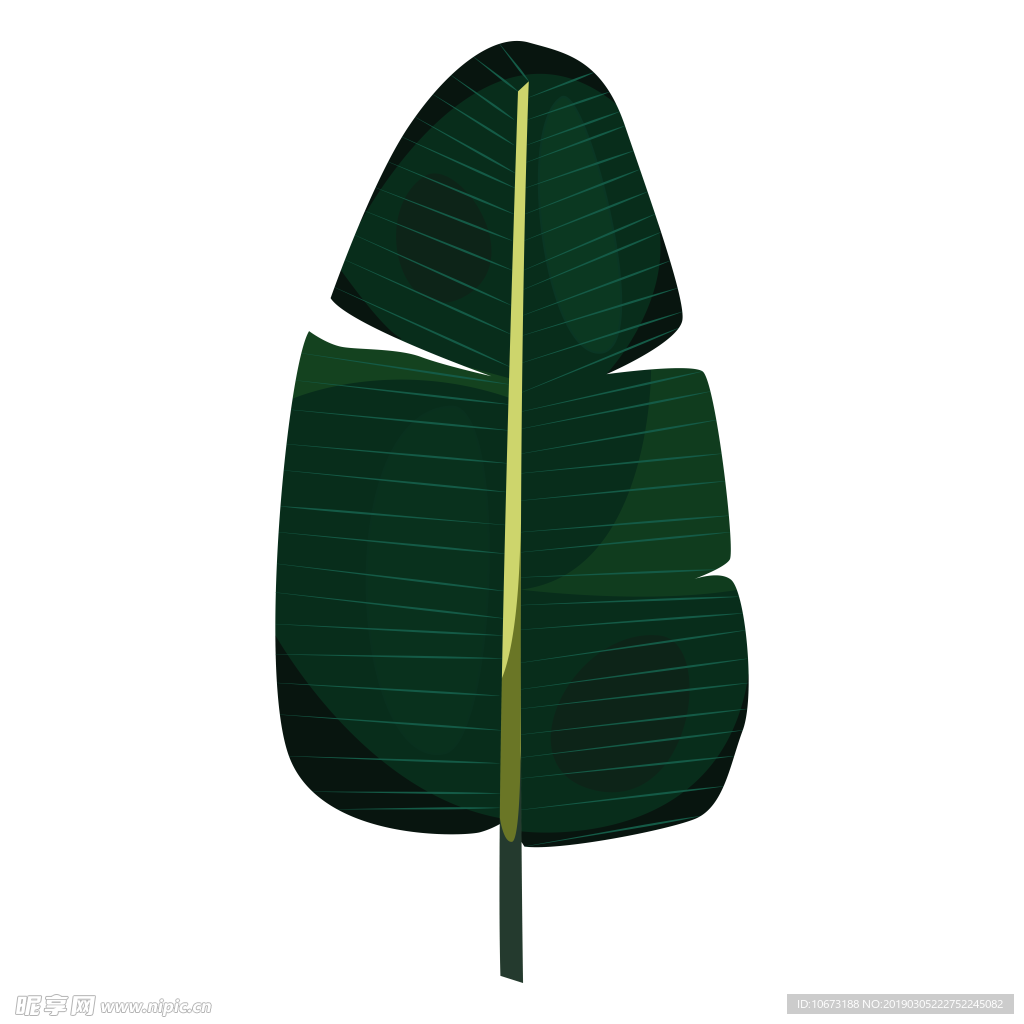 水彩植物图片