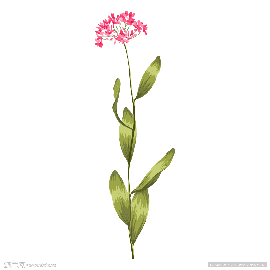 水彩植物图片