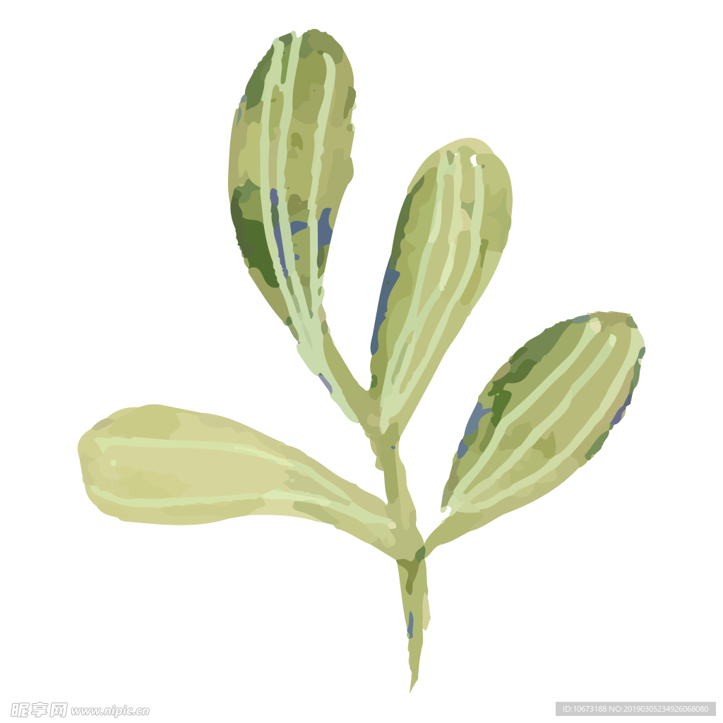 水彩植物图片