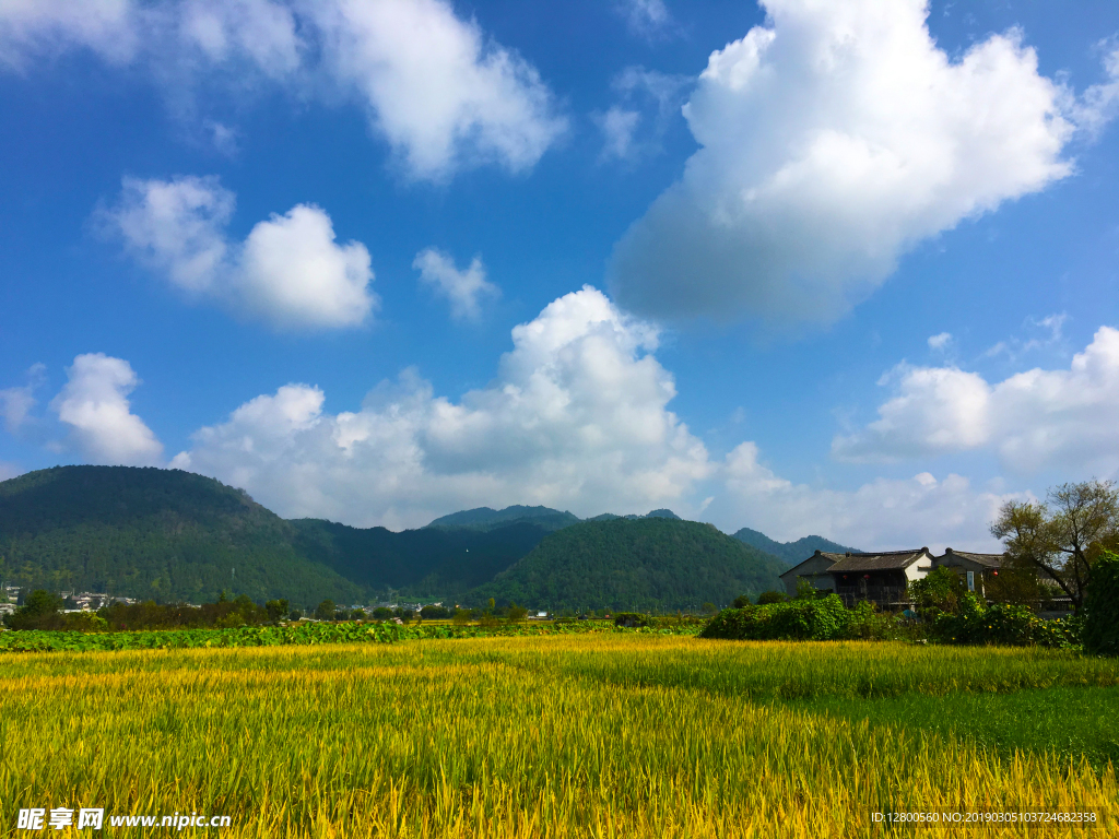 田野