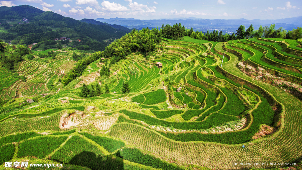 美丽的梯田景色图片