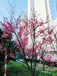 梅花