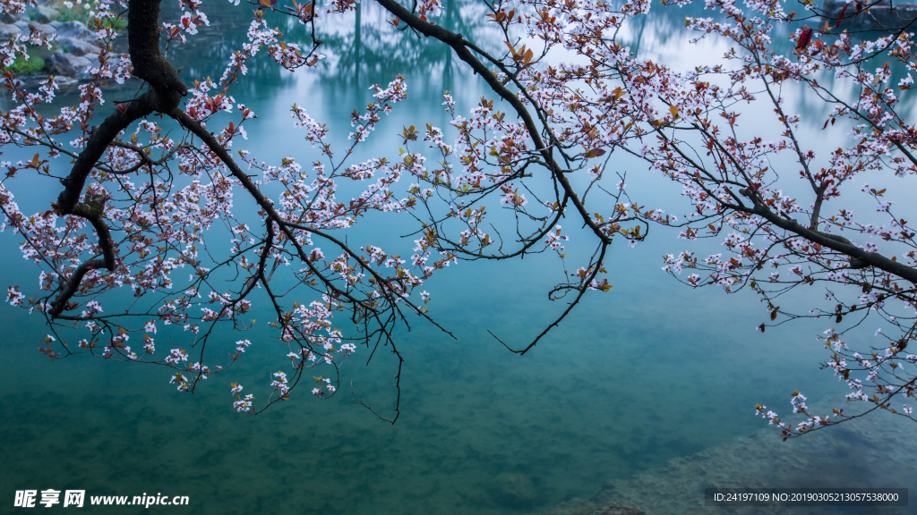 湖面上的桃花