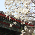 玉兰