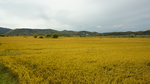 长白山水稻田