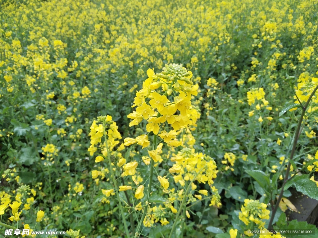 油菜花