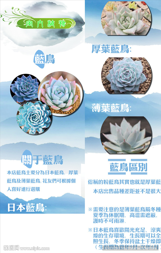 多肉详情页