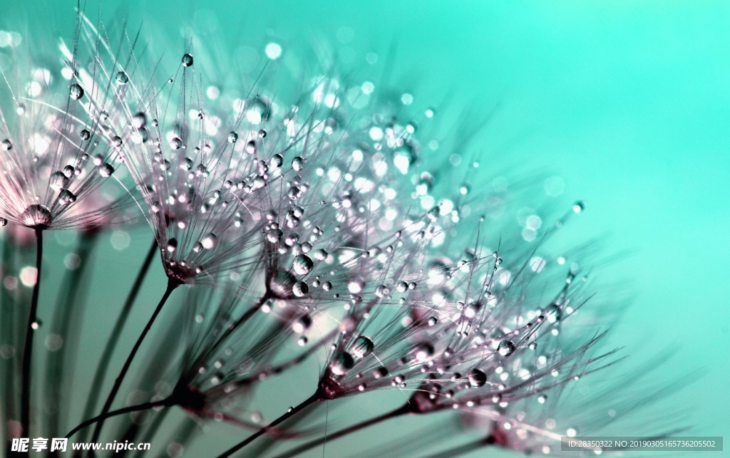 水珠