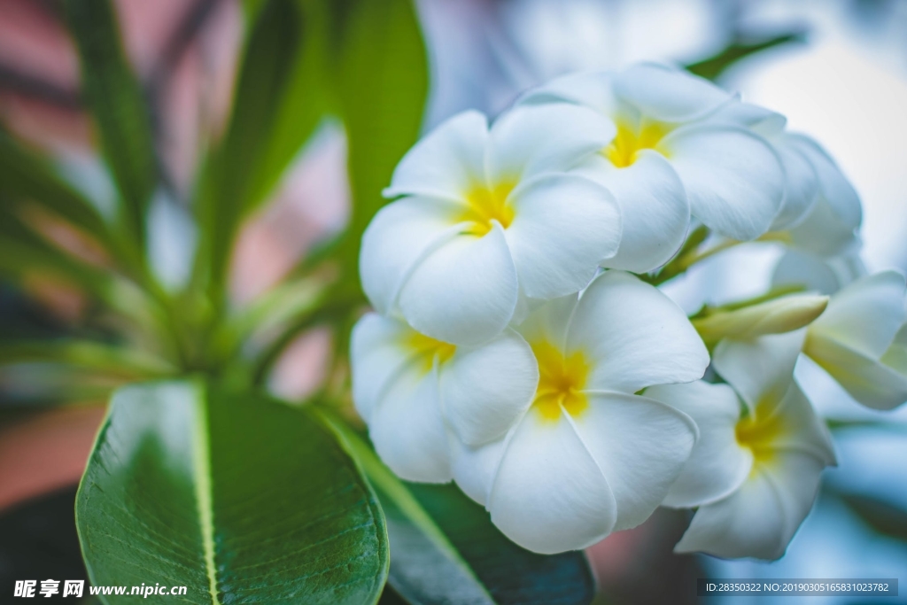 白色鸡蛋花