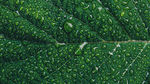 植物水珠