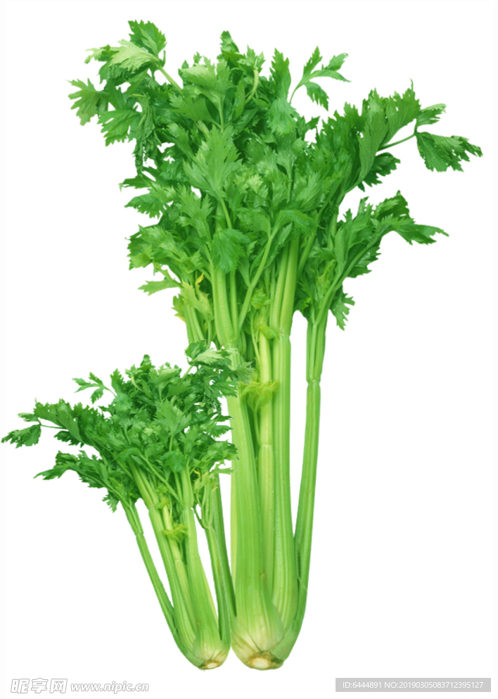 芹菜