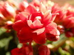 长寿花