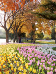 公园风景
