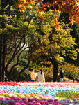 公园风景